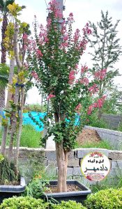 توری ملکه