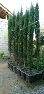 درخت سرو شیراز