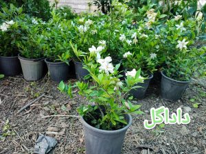 گاردانیا