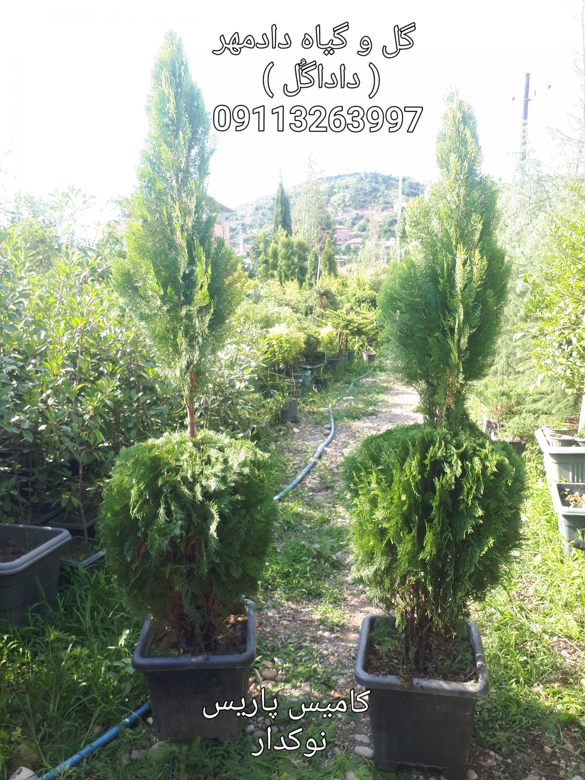 فروش سرو کامیس ( همه نوع) بی واسطه - Image 6