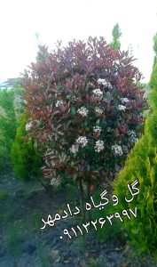 فوتونیا