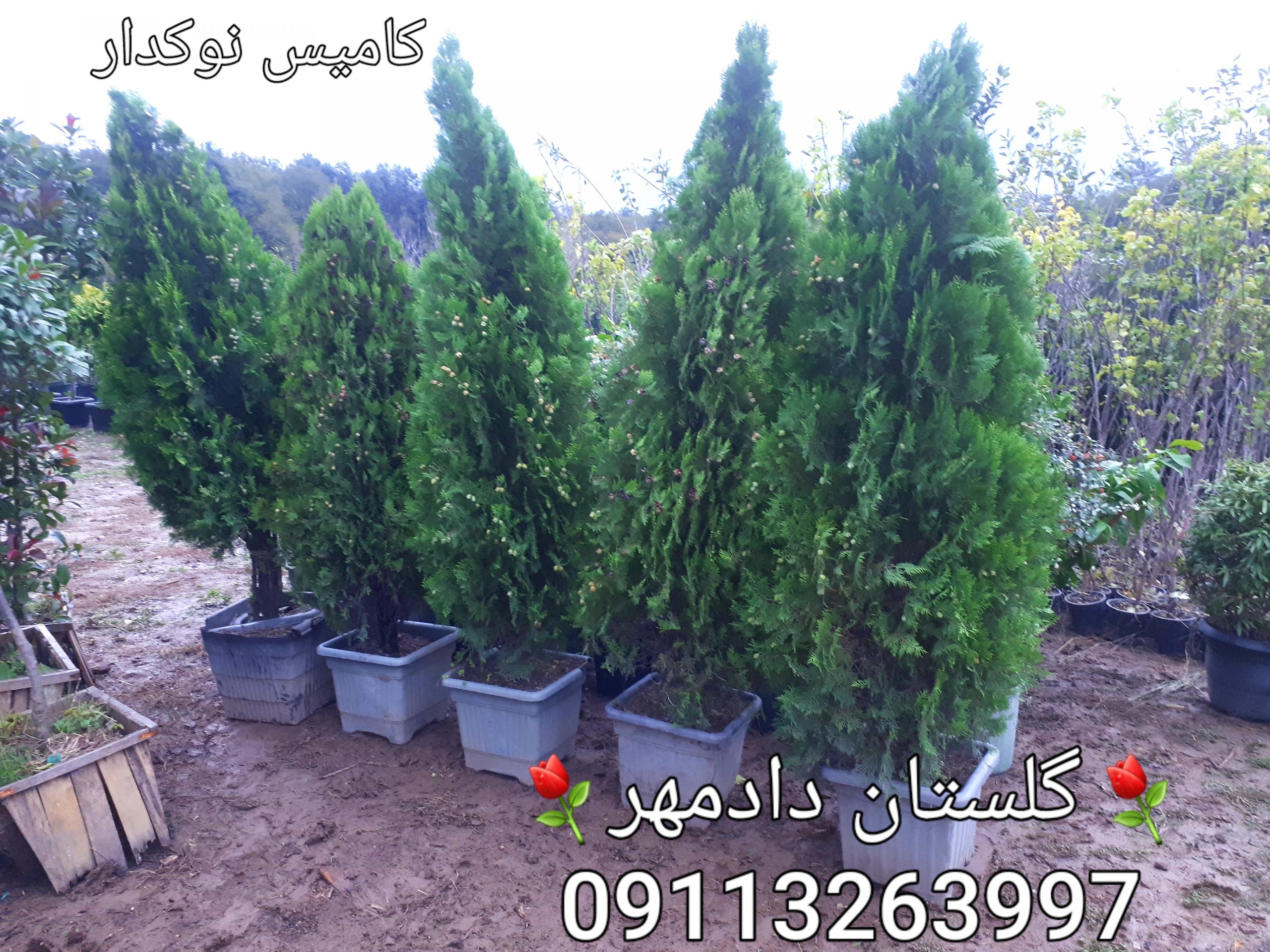 فروش سرو کامیس ( همه نوع) بی واسطه - Image 4