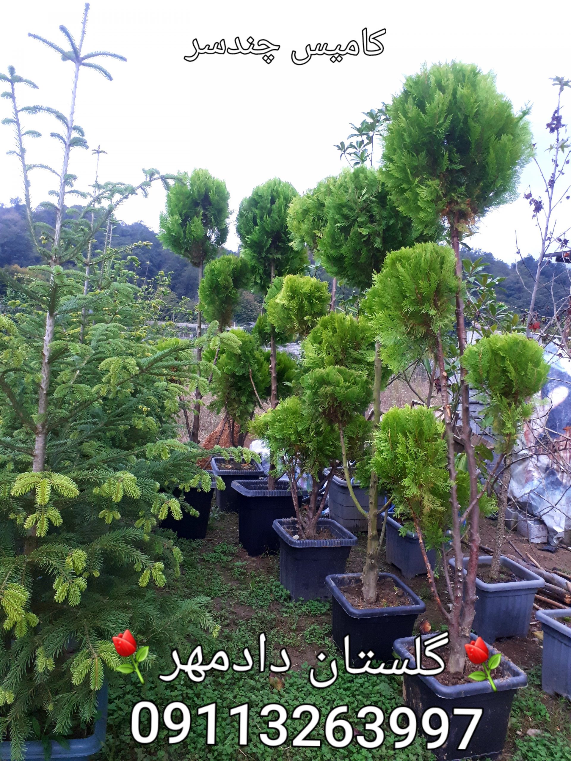 فروش سرو کامیس ( همه نوع) بی واسطه - Image 5