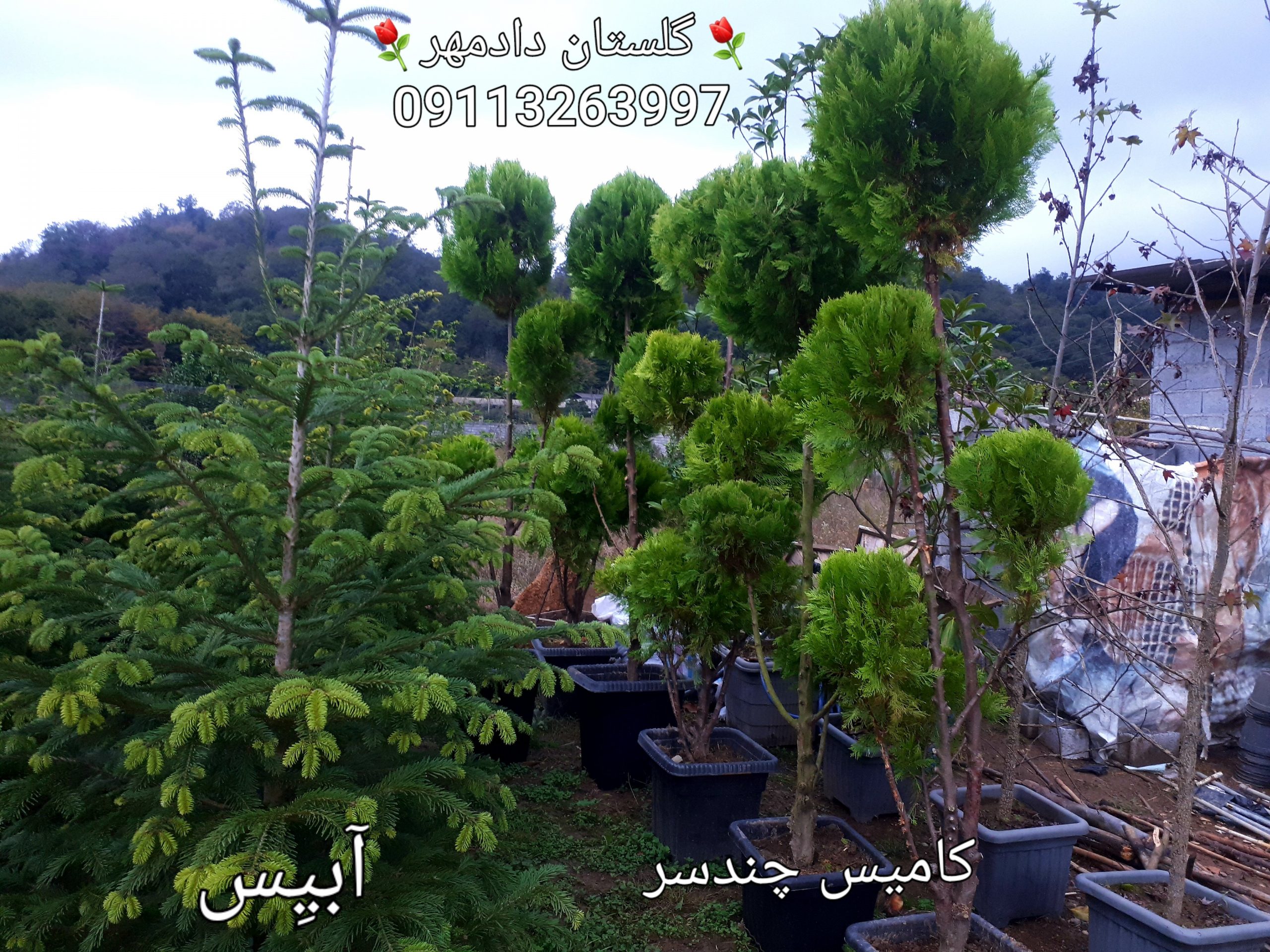 فروش سرو کامیس ( همه نوع) بی واسطه - Image 14