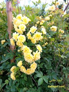 آبشار طلایی