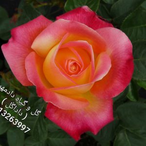 گل رز هفت رنگ