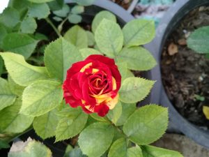 گل رز چیتی