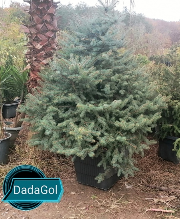 راهنمای کاشت، نگهداری و تکثیر درخت کاج نوئل (کاج کریسمس) | داداگل | گل و  گیاه دادمهر