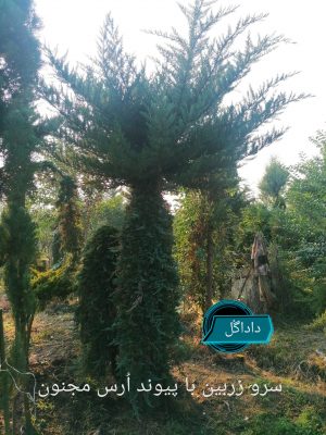 درخت سرو ارس