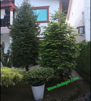 فروش درخت کاج کریسمس ( نوئل، آبیس)