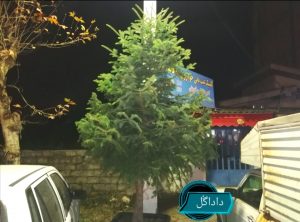درخت کاج کريسمس 
