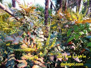 فروش گل ماهونیا ، سه رنگ