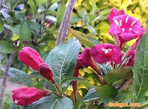 گل وایگلیا سرخابی