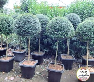 صادرات گل و گیاه به عراق 