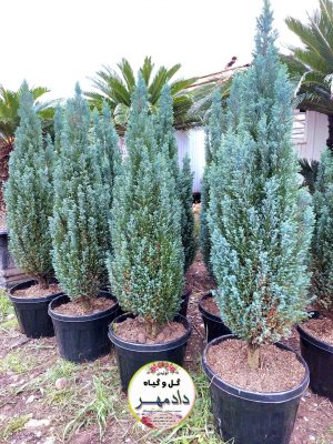 درخت سرو الودی، Ellwood’s tree