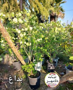 گل بداغ ، گل و گیاه دادمهر 