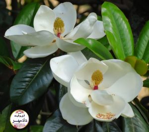گل ماگنولیا عطری