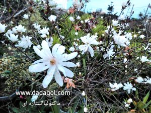گل ماگنولیا سفید ستاره ای