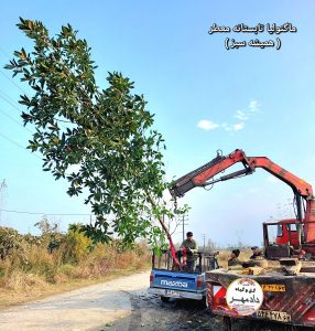 درخت ماگنولیا بزرگ 