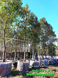 درخت ماگنولیا عطری