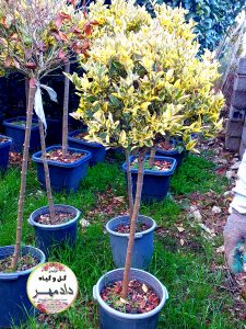 خرید یاس هلندی ابلق پیوندی