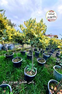 یاس هلندی طلایی پایه دار توپی