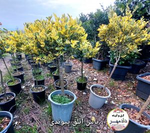 یاس هلندی ابلق توپی 
