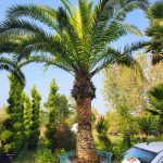 فروش نخل زینتی فونیکس