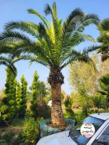 فروش نخل زینتی فونیکس 
