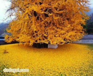 درخت ژینکو
