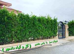 پرچین یاس هلندی