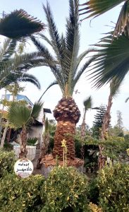فروش نخل فونیکس کلکسیونی 