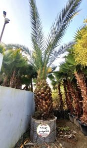 فروش درخت نخل زینتی فونیکس 