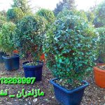 یاس هلندی توپیاری