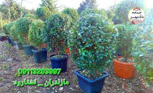 یاس هلندی توپیاری