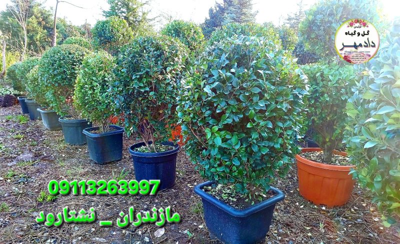 یاس هلندی توپیاری