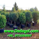 یاس هلندی لوکس