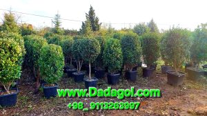 یاس هلندی لوکس
