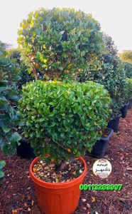 یاس هلندی توپیاری شده