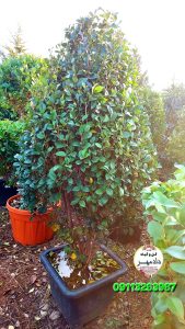 درخت یاس هلندی هرمی